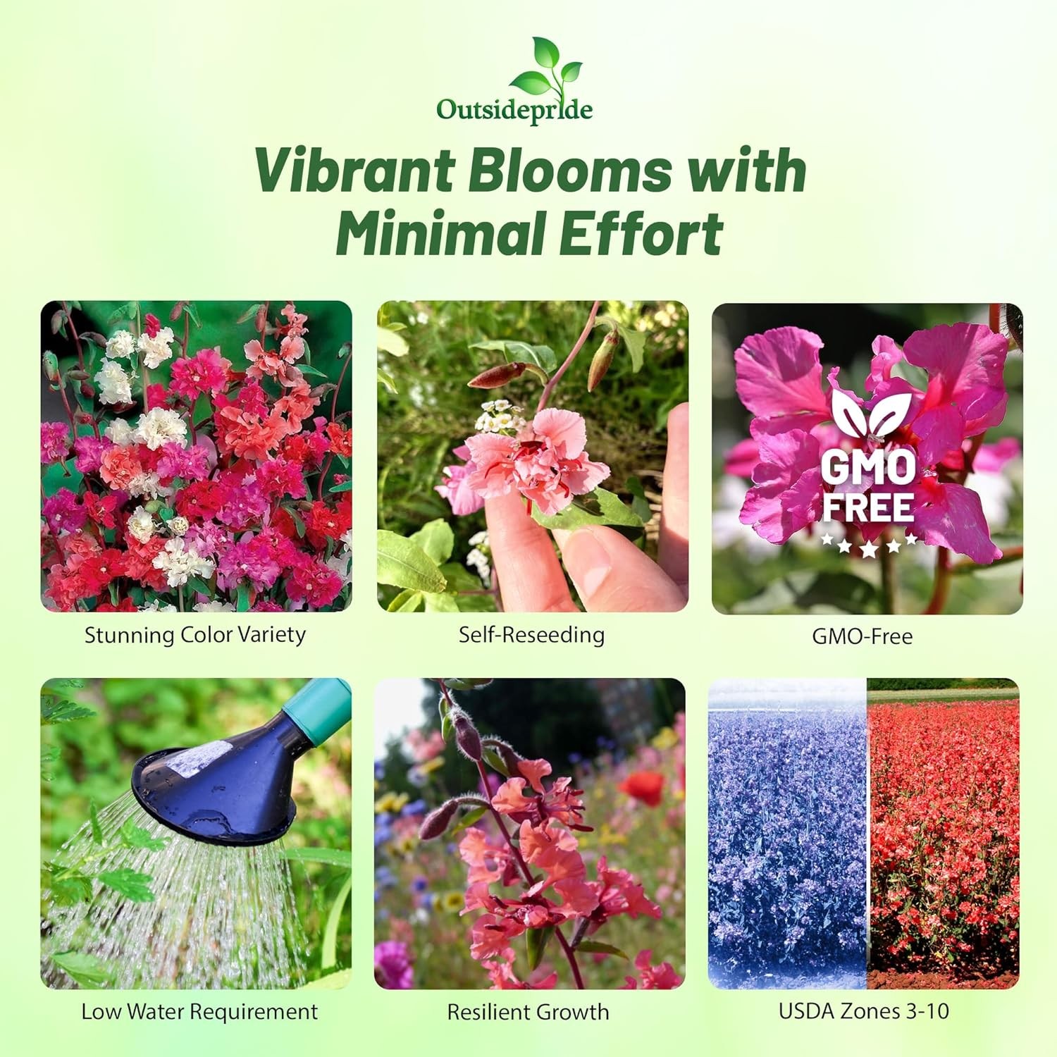 5000 Seeds Mountain Garland Seeds – Clarkia Unguiculata Wild Flower Seed