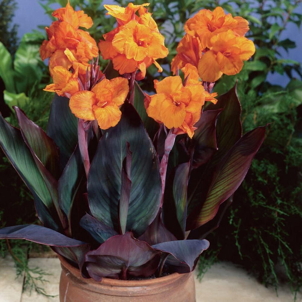Canna Lily Orange WYOMING 1 Live Flower Plant Bulb Tall Purple Burgundy Leaves