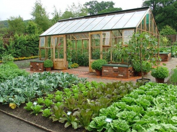 7 CULINARY herb varieties NON-GMO SEEDS GREAT in the KITCHEN ESSENTIAL SURVIVAL!