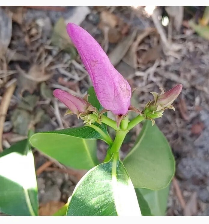 15 Rare Purple Alamanda Vine Seeds