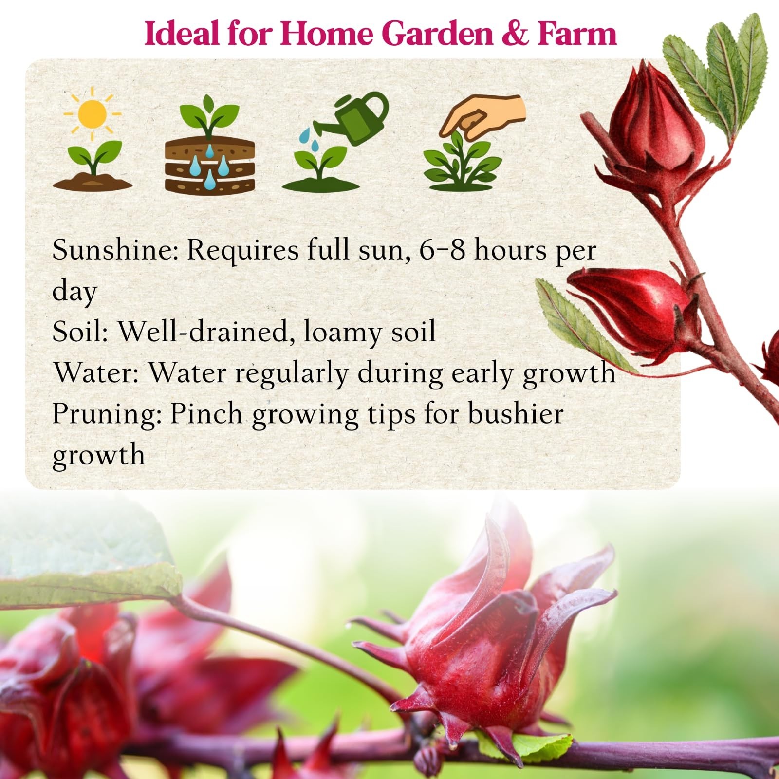 300+ Roselle Seeds – Hibiscus Sabdariffa, Jamaican Sorrel, Red Cranberry Flower