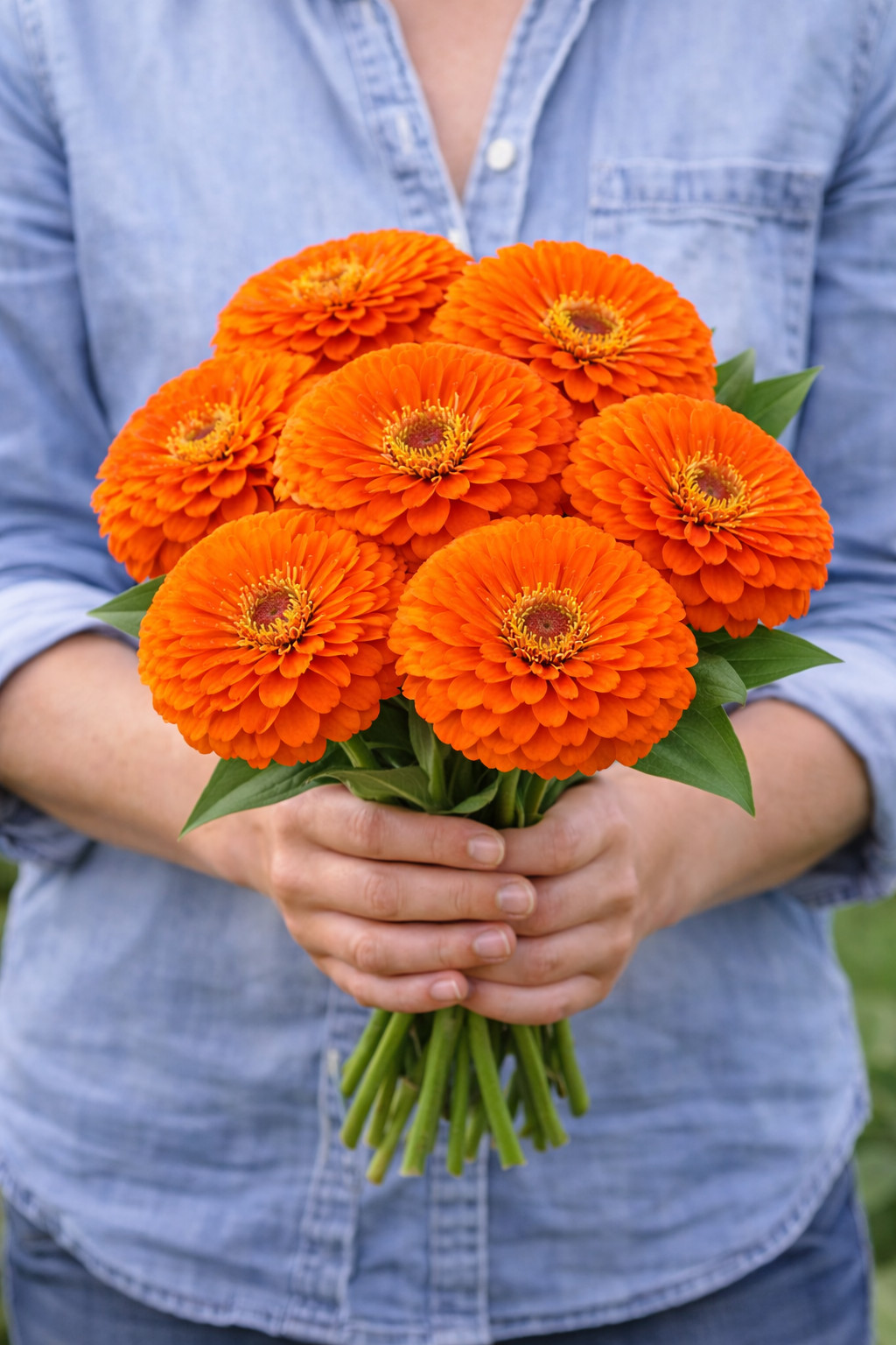Orange King Zinnia Seeds Giant 5″ Flowers Latin Name: Zinnia elegans