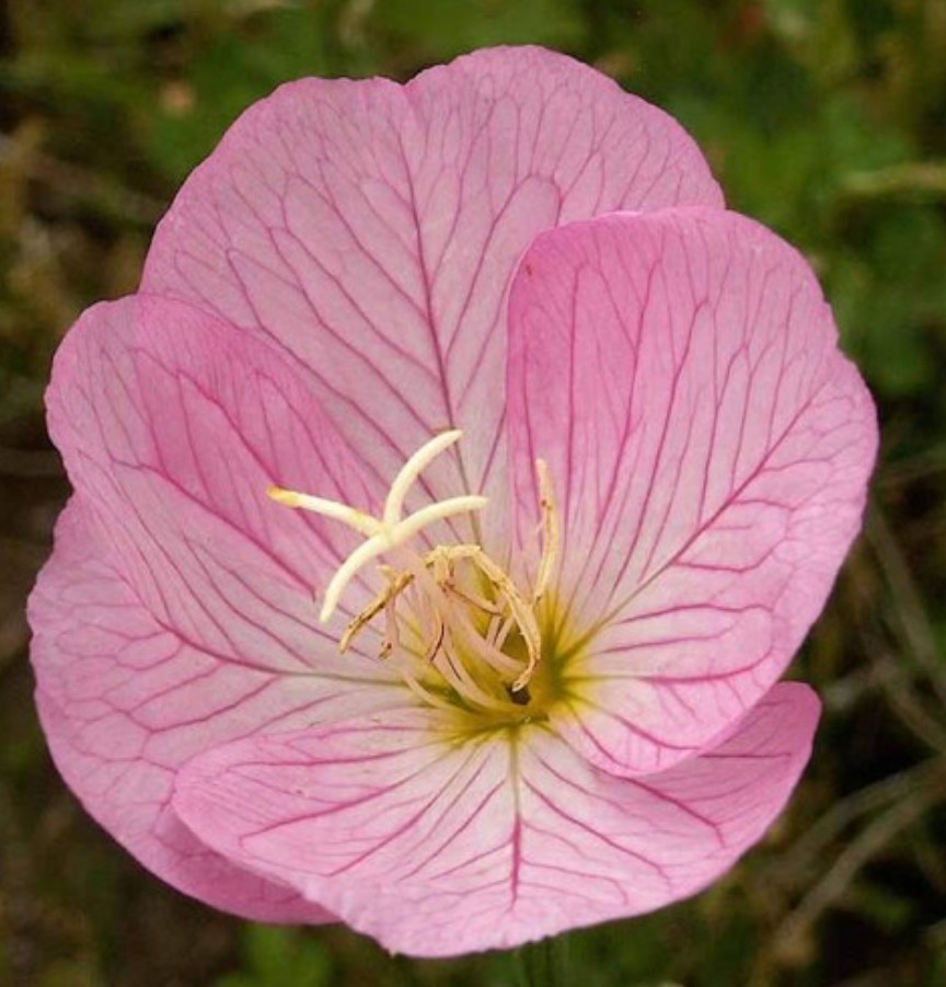 750+ Showy Primrose Seeds **Fresh Seeds** ~~Free Shipping~~
