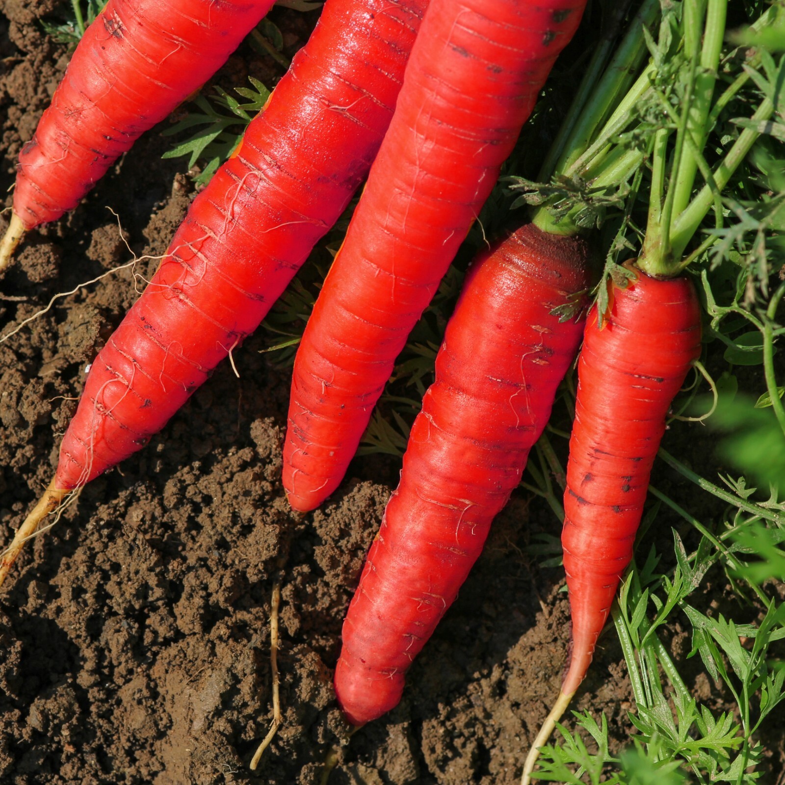 Atomic Red Carrot Seeds, Lycopene, NON-GMO, Variety Sizes, FREE SHIPPING
