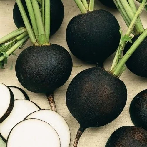 100+ BLACK SPANISH ROUND RADISH SEEDS – HEIRLOOM – ORGANIC – NON GMO – FRESH