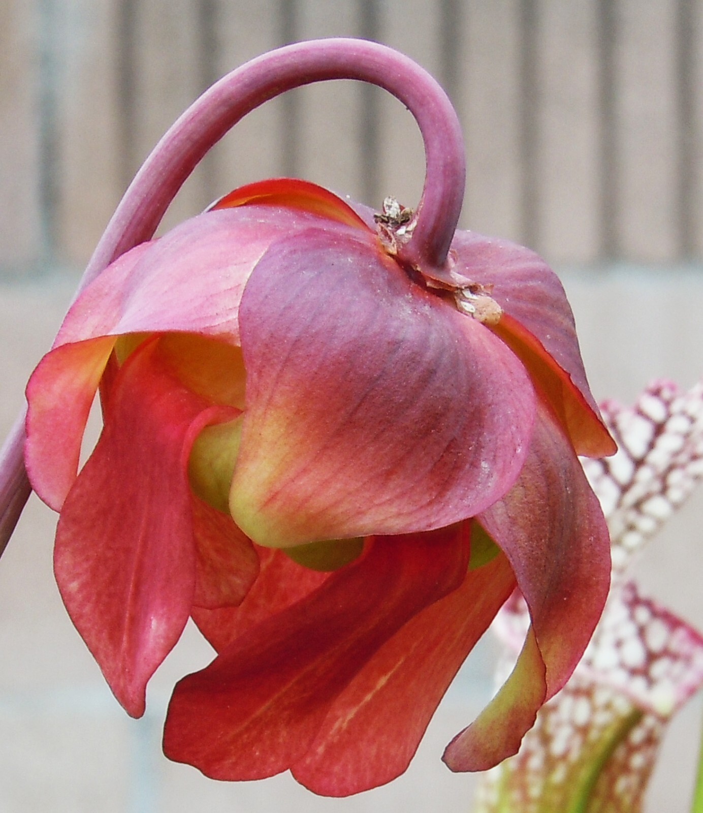 Live Carnivorous Plants – Sarracenia Leucophylla, HBG (small size)