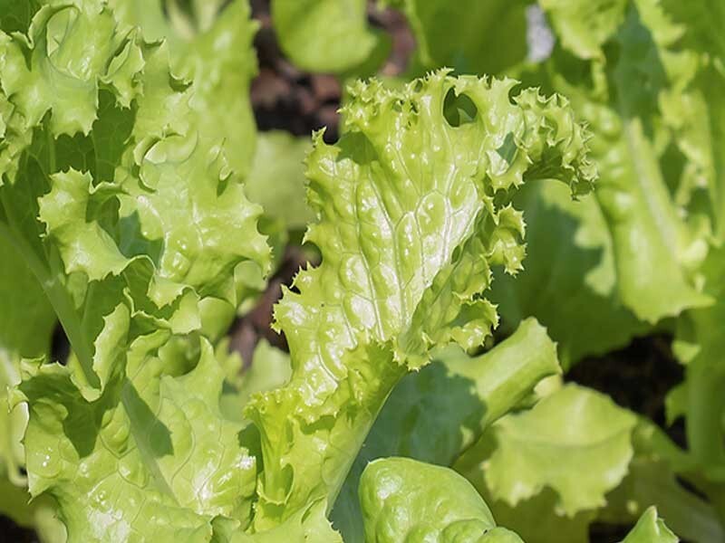 2g Fresh | NON-GMO | Grand Rapids Leaf Premium Lettuce Seeds-B 39