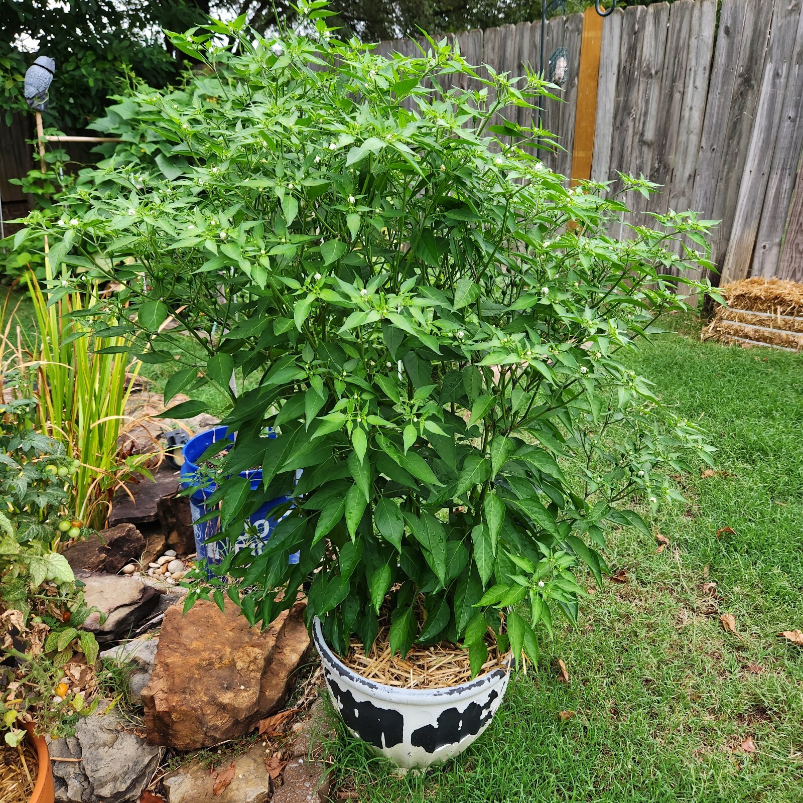 Birds Eye Pepper Seeds Chiltepin Tepin Chile Pequin 60+ Seeds Free shipping