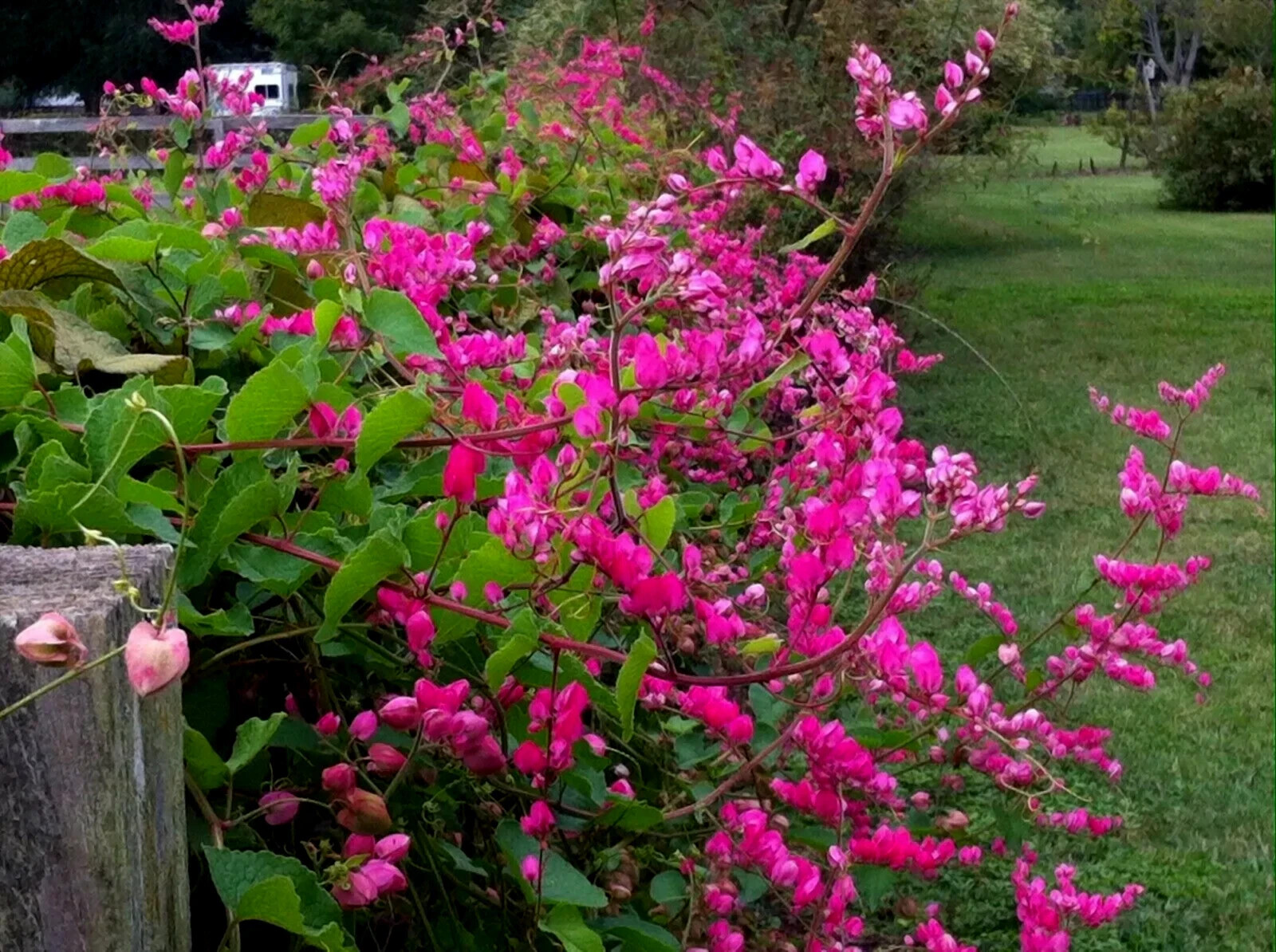 CORAL VINE SEEDS (Antigonon Leptopus) Mexican Creeper Chain of Love Pink Flower
