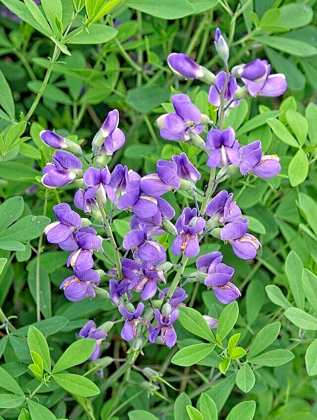 BLUE FALSE INDIGO 50 SEEDS, BAPTISIA AUSTRALIS, SUPER HARDY ZONE 3-10