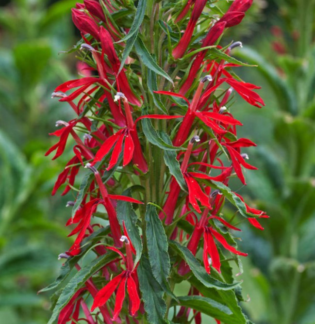 CARDINAL FLOWER Red Hummingbird Plant Perennial Wet Areas Non-GMO 1000 Seeds!