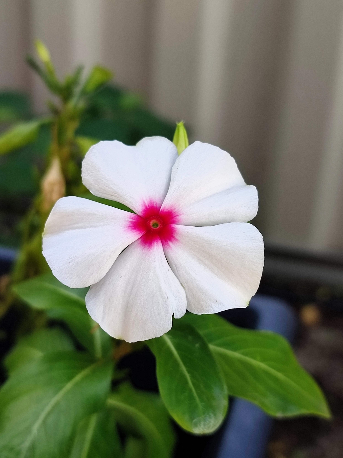 100 BRIGHT EYES PERIWINKLE Vinca Rosea Catharanthu Dwarf White Pink Flower Seeds