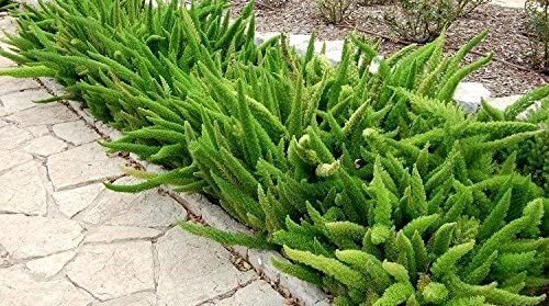 5 Asparagus Densiflorus Meyersii Succulent 5 Seeds~ Meyeri~ Foxtail~ Cat’s Tail