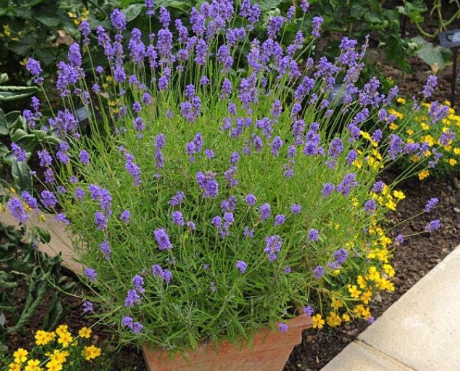 Fresh True English Lavender Vera Seeds-Organic, Most Fragrant Variety, Perennial