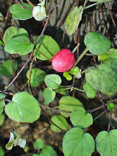 Fuchsia procumbens | Creeping, Climbing or Trailing Fuchsia | 5 Seeds