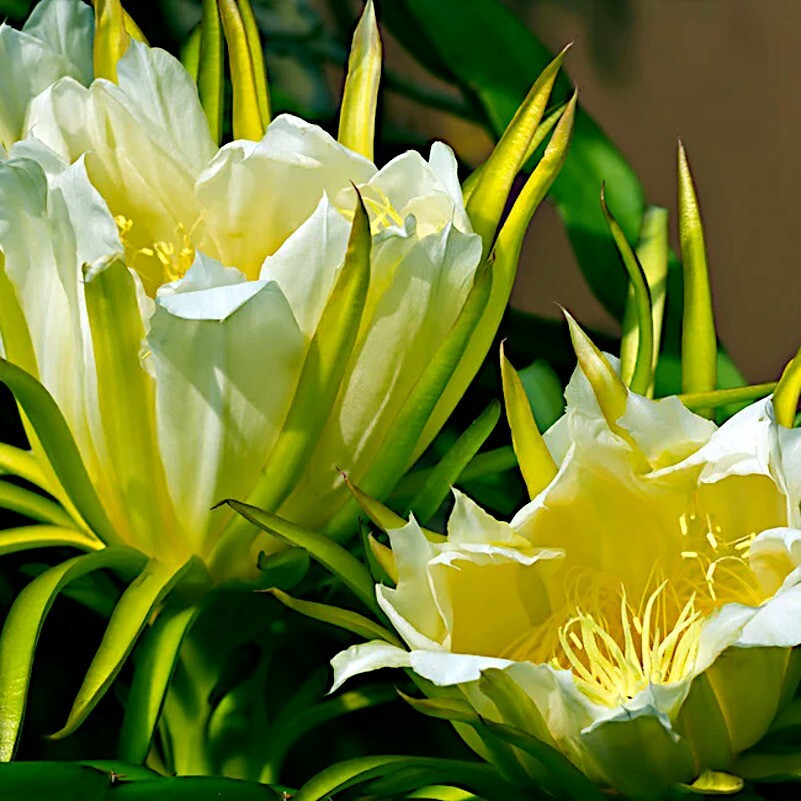 White Dragon Fruit Tree Seeds (H. Undatus) Pitahaya Strawberry Pear Cactus Vine
