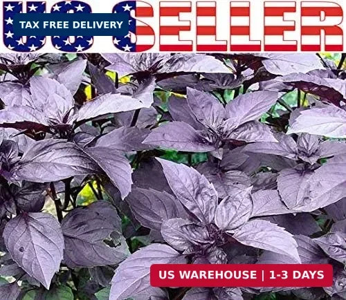 1000 Mixed Herb Seeds Heirloom Non GMO 12 Varieties This is a Mix, Thyme Oregano