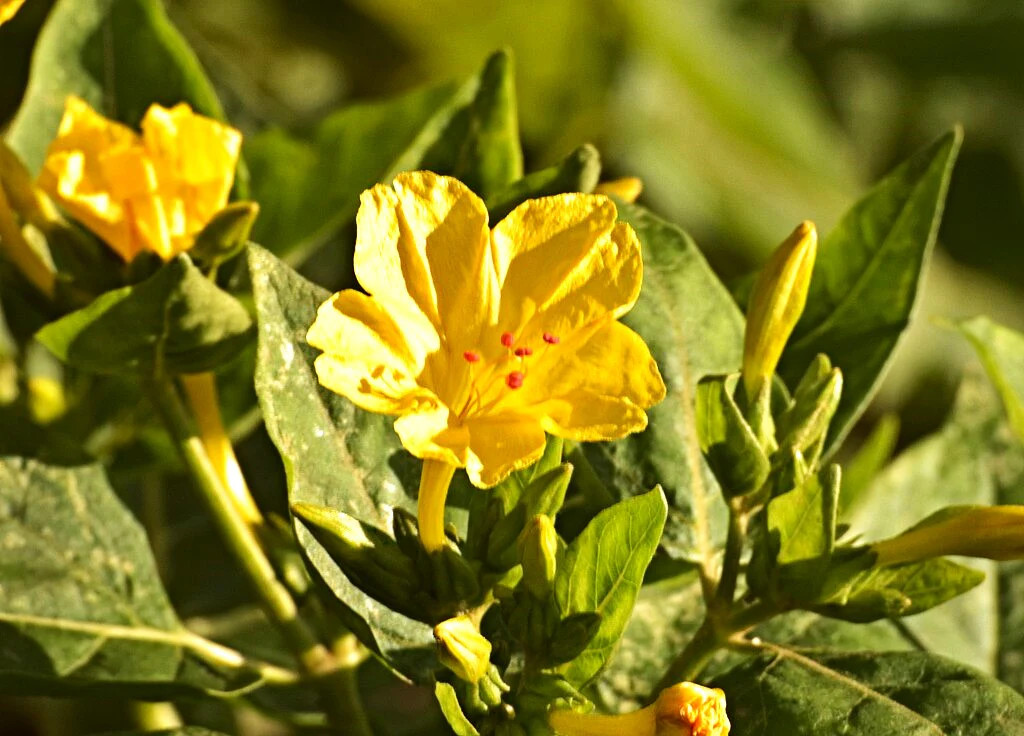 Yellow Four O’ Clock Seeds | Mirabilis Jalapa Marvel of Peru Flower Seed 2025