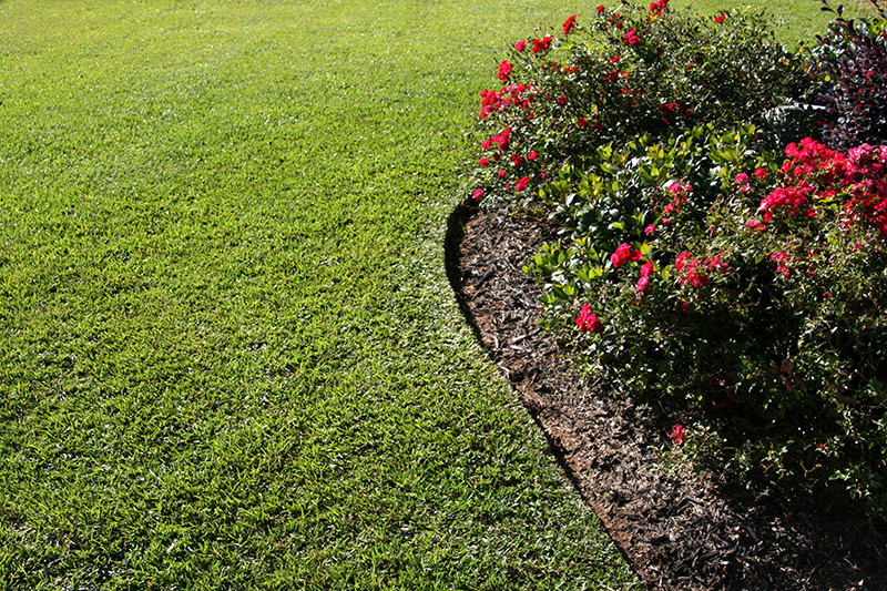 Tifblair Centipede Grass Seed (Certified) – Select Your Size