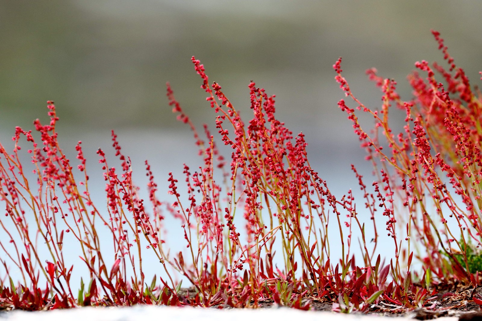 100 SHEEP SORREL Rumex Acetosella Red Field Sorrel Sour Weed Herb Flower Seeds