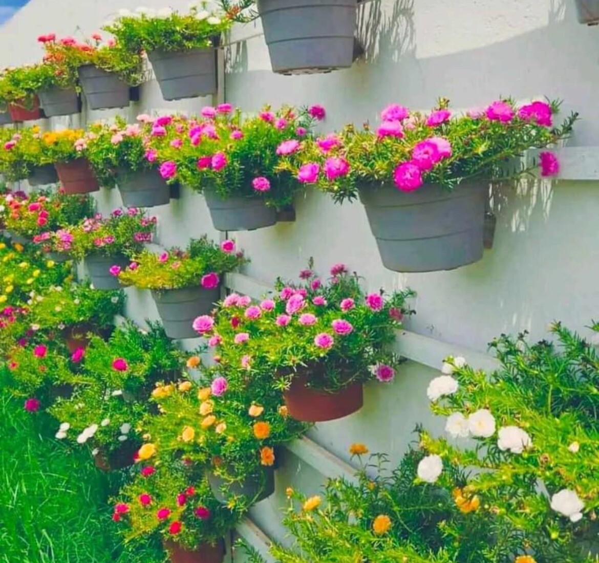 1000+ SEEDS MOSS Rose Double Mix Color- Portulaca grandiflora BUY2GET1FREE