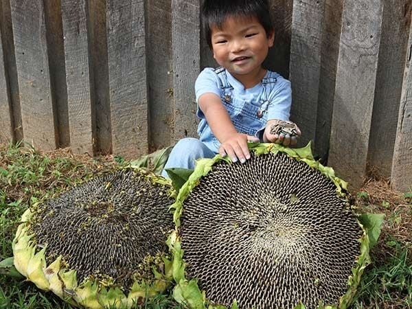 25+ Giant Mongolian Sunflower Seeds — NON GMO — HEIRLOOM — FRESH