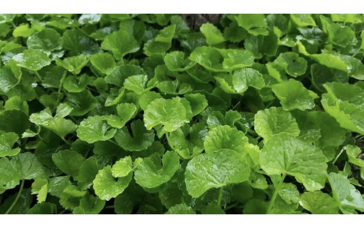 Centella Asiatica Big Leaf Seed Gotu Kola Indian Pennywort Rau Má 350 Seeds