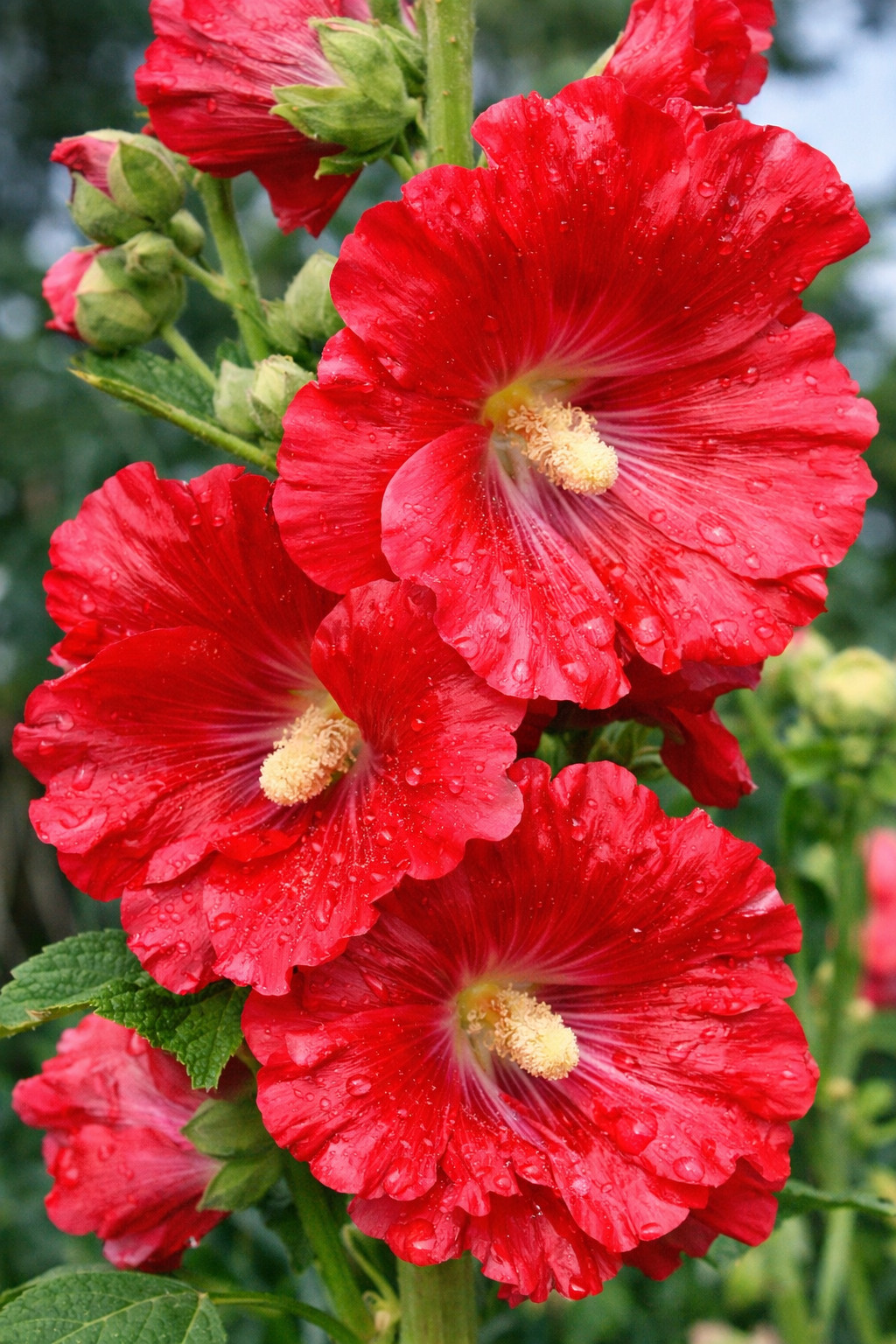 25 Bright Red Hollyhock Seeds Perennial Flower Seed Flowers US SELLER