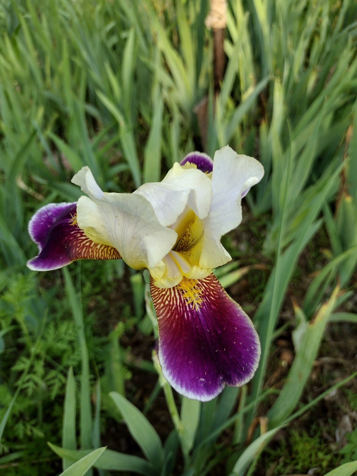 30x Fresh Bearded Iris Rhizomes Mixed Varieties