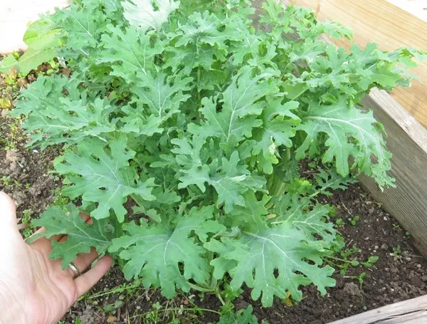 White Russian Kale Seeds (100) / COLD TOLERANT / NON GMO / EASY / FLORIDA