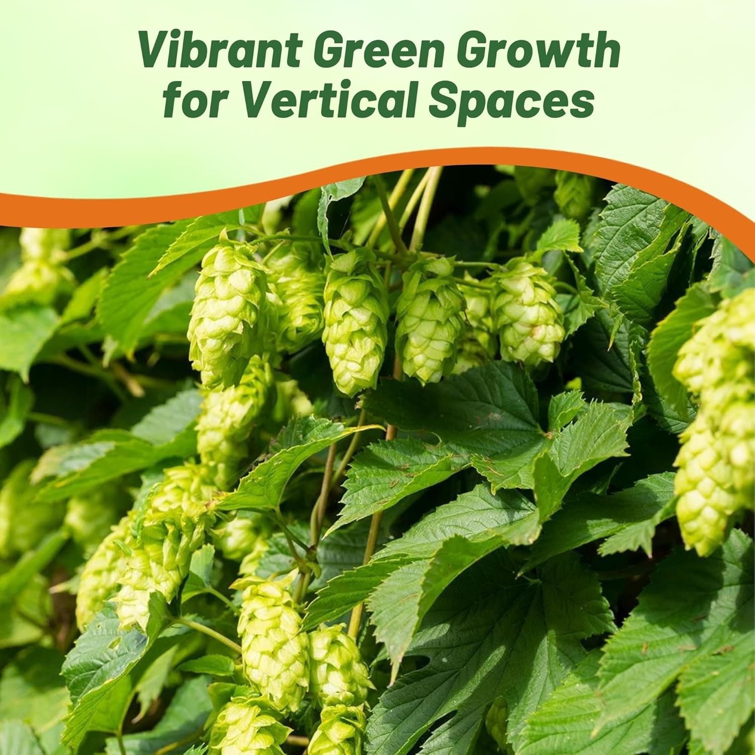 200 Seeds Humullus Lupulus Hops Flower Seeds