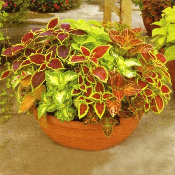 351+COLEUS Rainbow Mix Seeds Shade Garden Container Houseplant Groundcover Easy