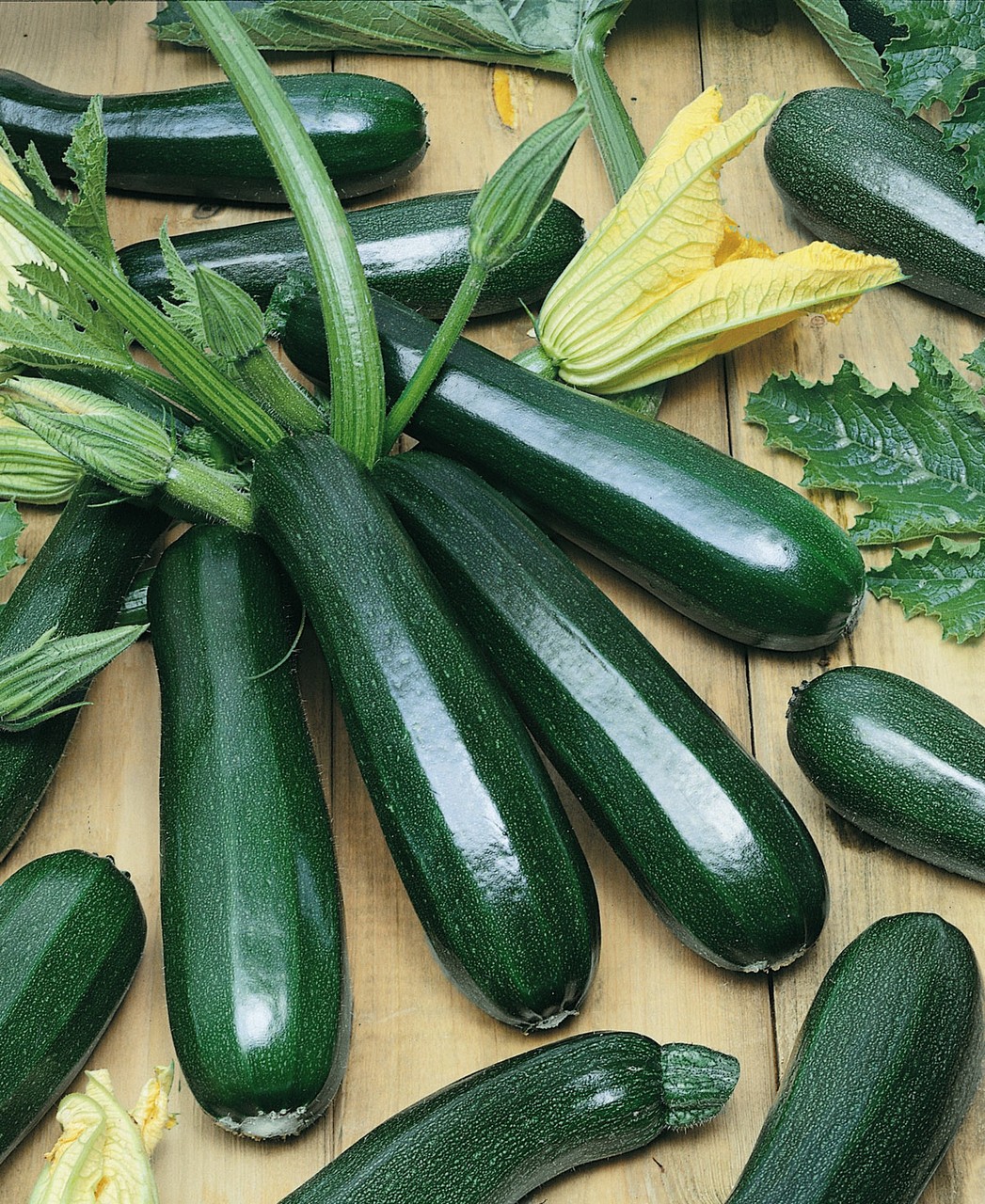 Dark Green Zucchini Squash Seeds, Untreated. FREE SHIPPING