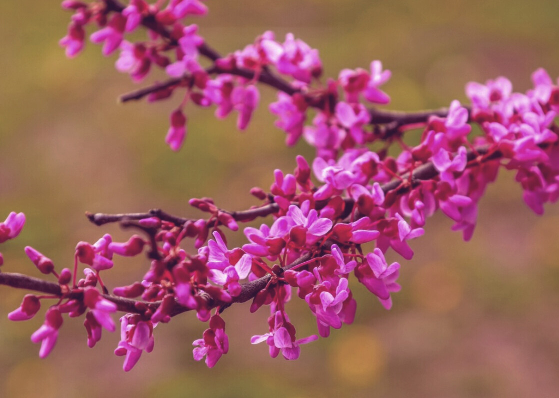 1 (ONE) Live Plant of JUDAS TREE (seedling) about 4-10″ Tall (ROOTED)