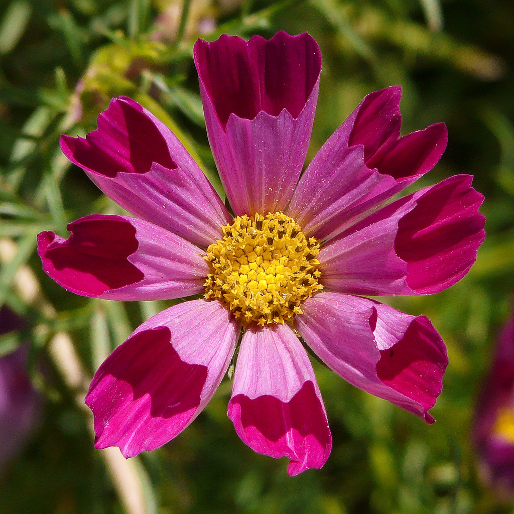 150 SEEDS – cosmos SEA SHELLS seashells shell- GroCo USA – BUY ANY 15-SHIPS FREE