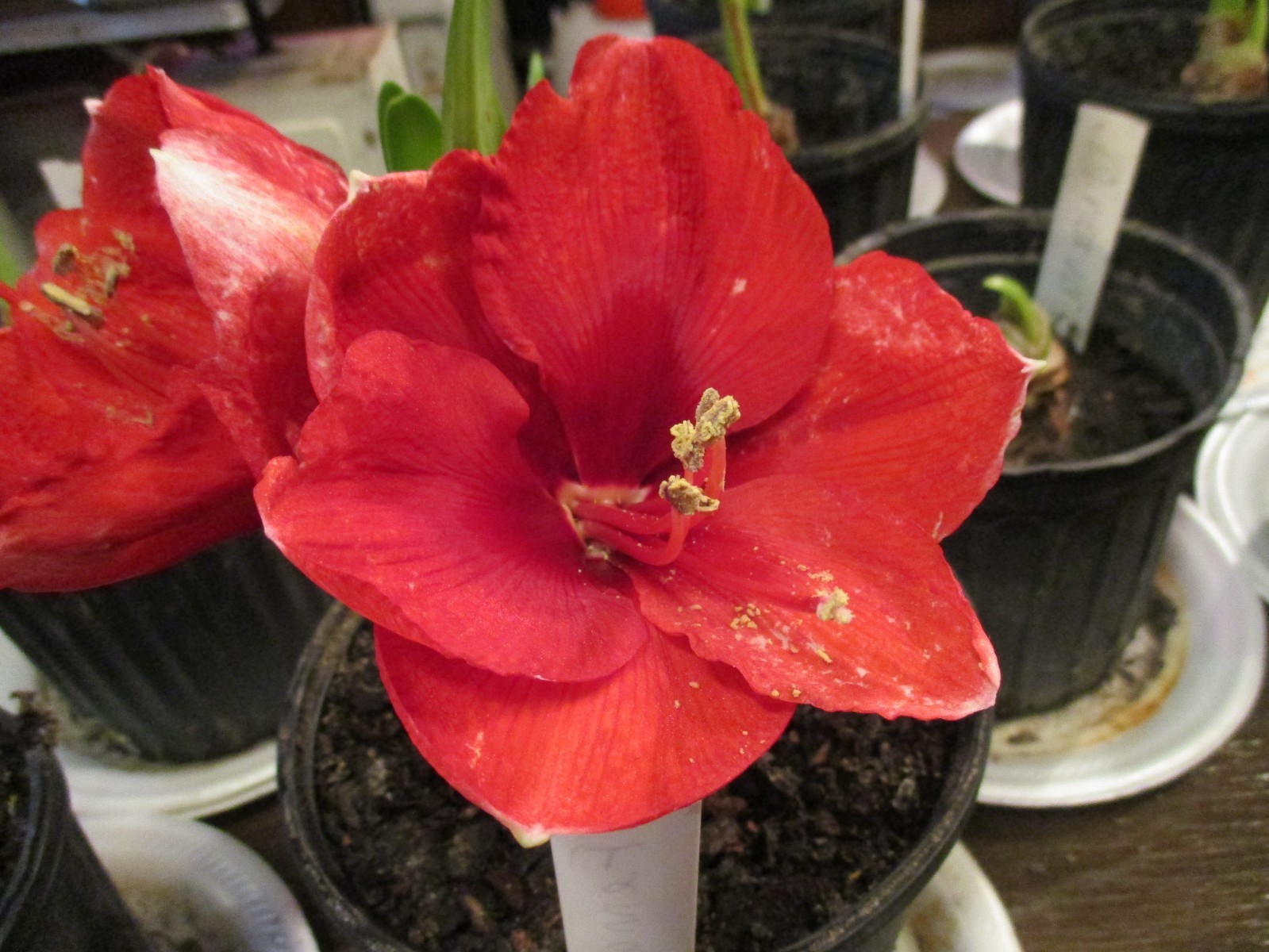 15 Amaryllis seed, Ferrari, dried, refrigerated, Hippeastrum Free Shipping