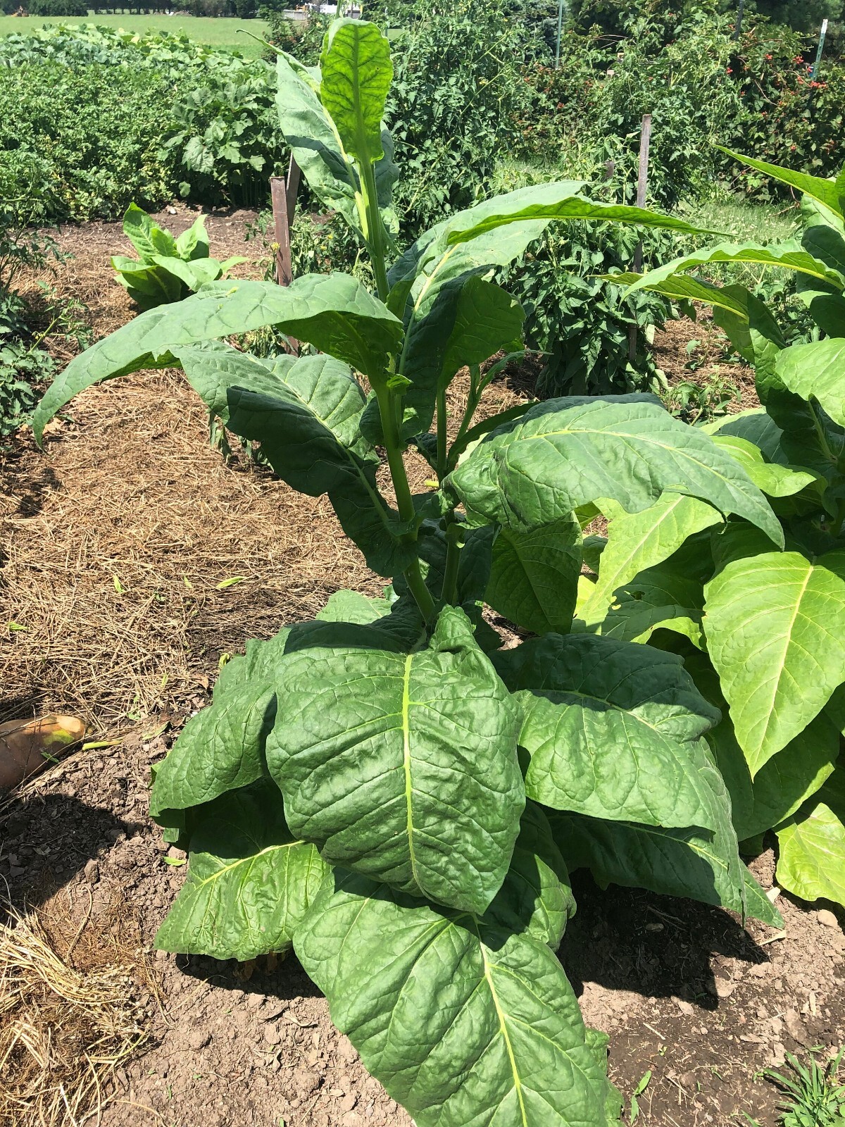 Stag Horn Tobacco Seeds ~100 Non-GMO Free Ship No Track ~2 Weeks Arrival Read