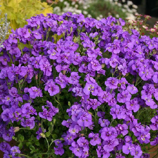 Groundcover AUBRIETA WHITEWELL GEM Purple Rock Cress PERENNIAL Non-GMO 500 Seeds