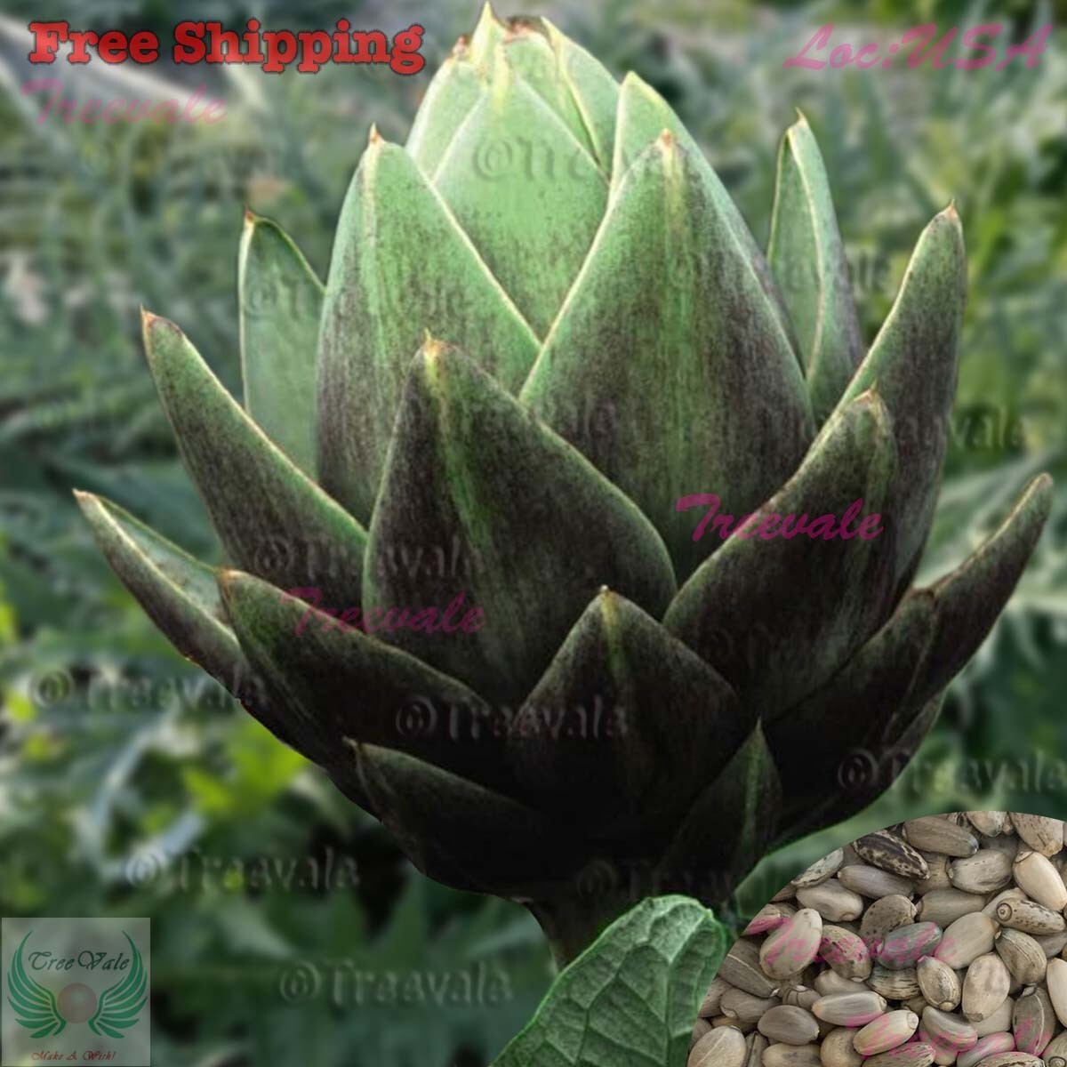 Green Globe Artichoke Seeds | NON-GMO