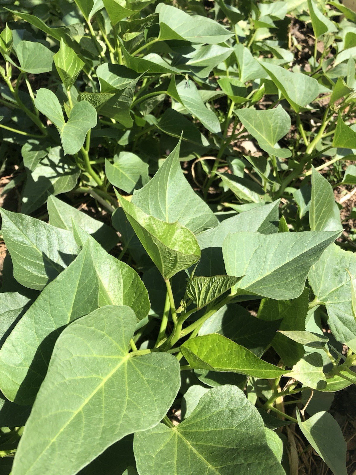 10 Sweet Potato Slips With Roots Ready To Plant Free Shipping!