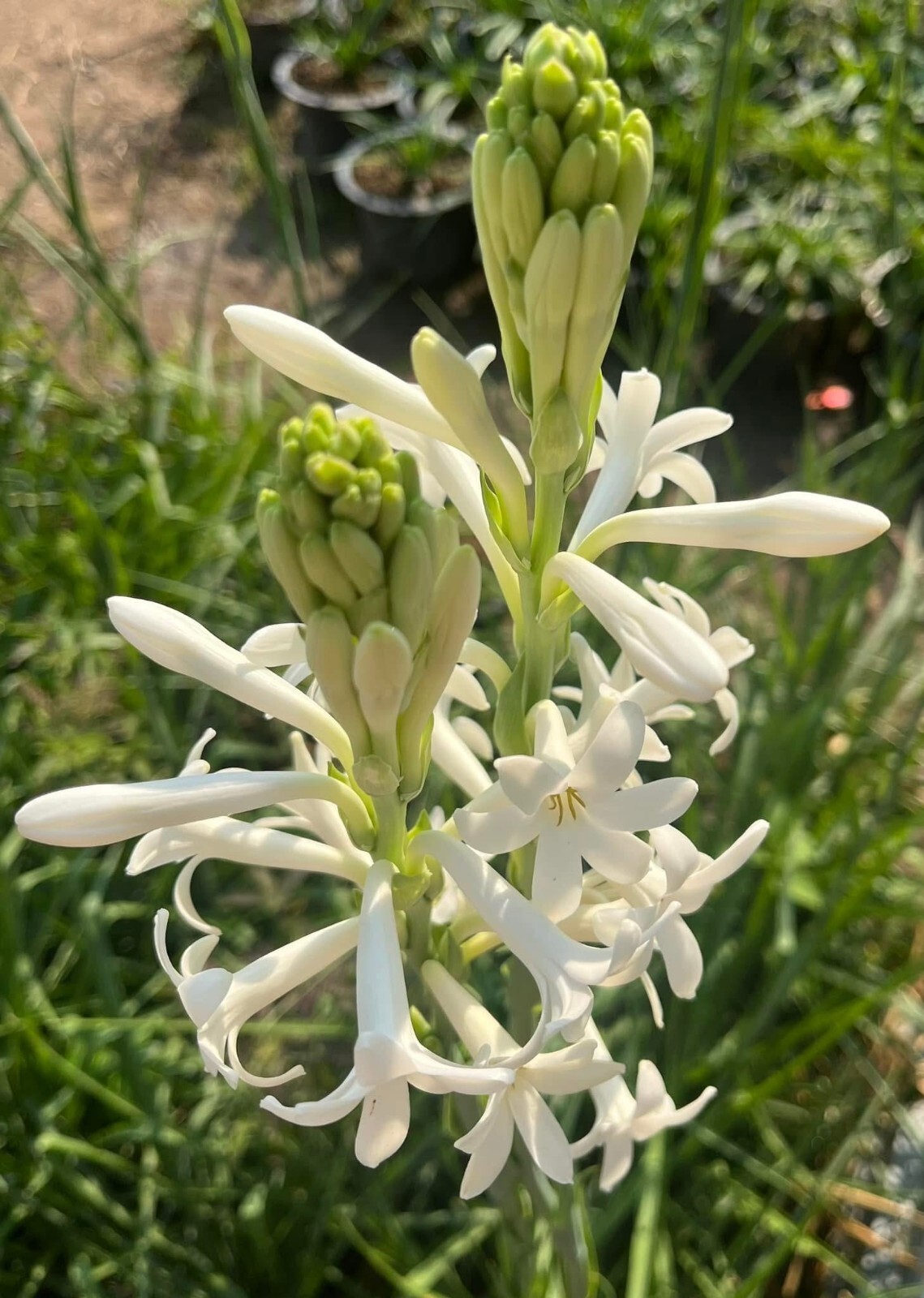 7 Single Mexican Tuberose Polianthes Lily SMALL BULBS~Fragrant~Heat Hardy