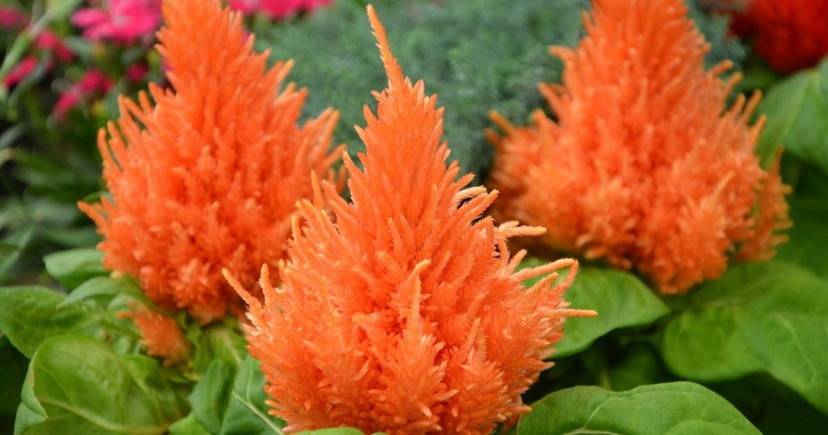 Orange Celosia Pampas Plume Tall (150+ Seeds)