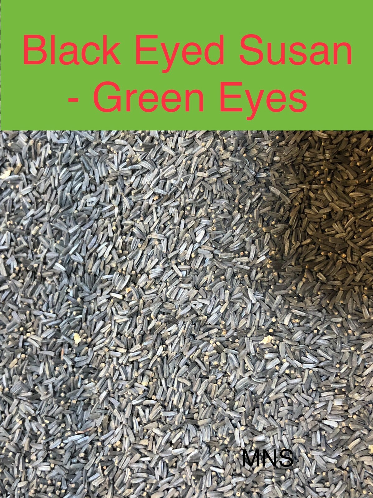 Black Eyed Susan GREEN EYES Rudbeckia Green Center Rare! Non-GMO 100 Seeds