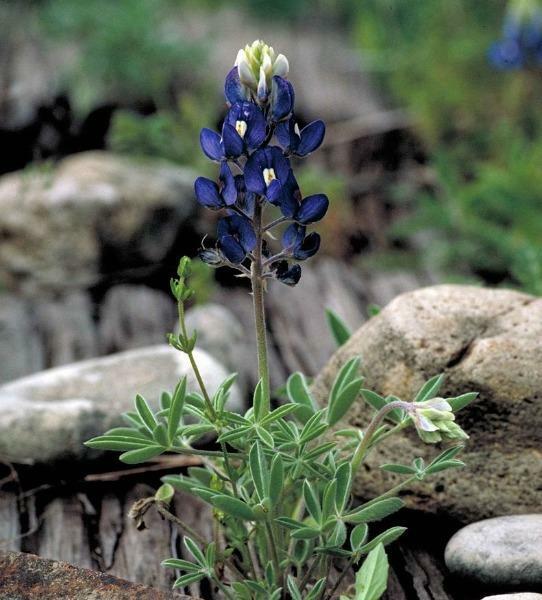 Lupinus texensis | Texas Bluebonnet or Lupine | 20 Seeds