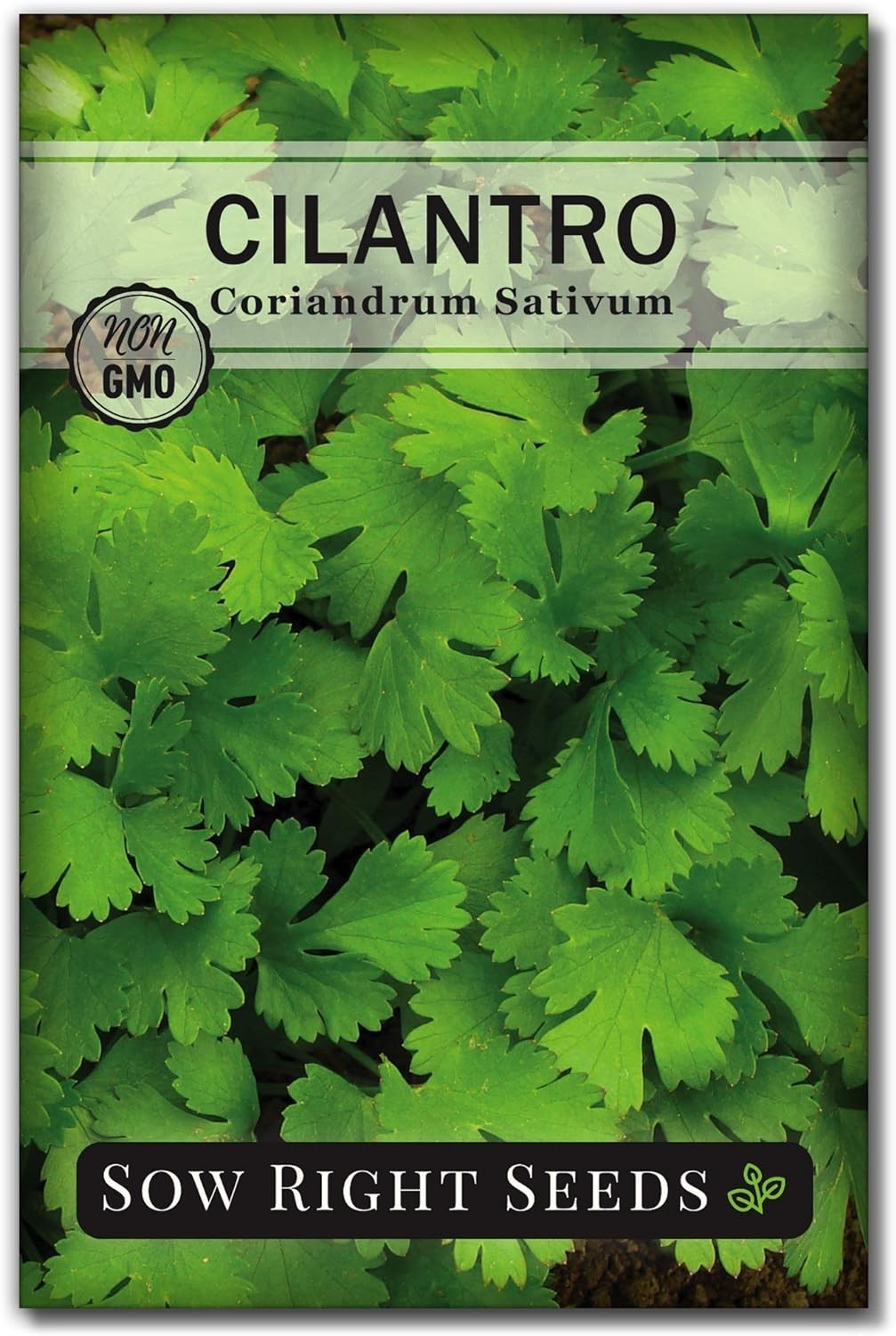 Quick-Cultivate Heirloom Cilantro Seeds – Non-GMO Pack for Zesty Culinary Value