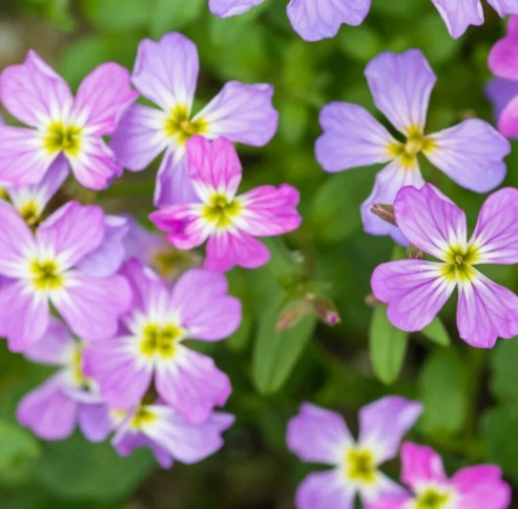 Virginia Stock Seeds, Malcolmia maritima, Beautiful Colorful Blooms, FREE SHIP