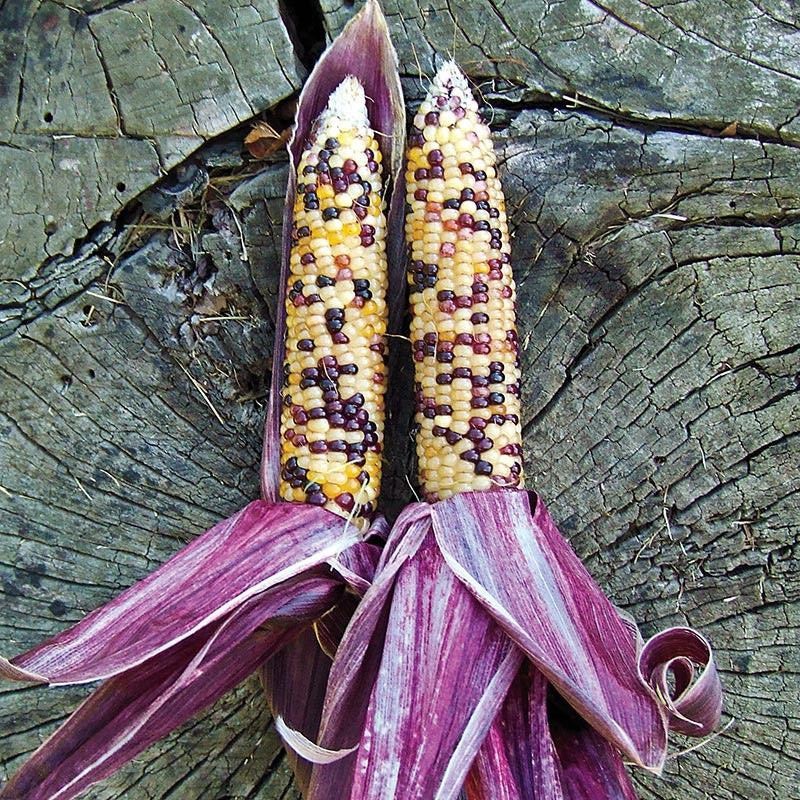 Red Husk Rainbow Ornamental Corn Seeds | Glass Gem Color Flint Popcorn Seed 2024