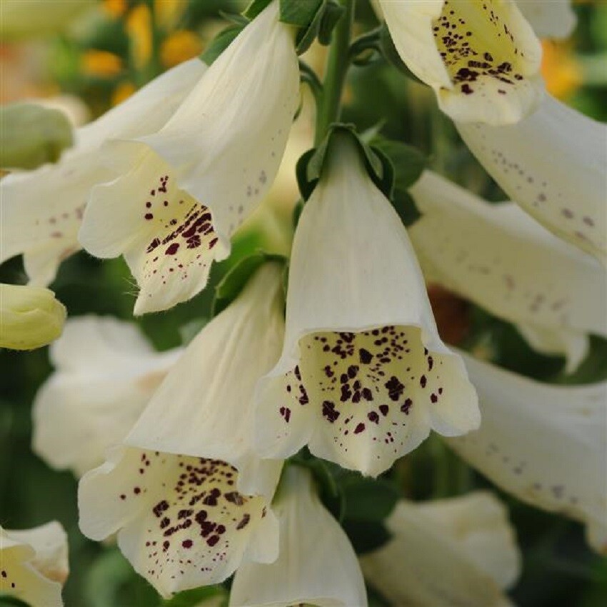 Digitalis Seeds Dalmatian Creme 50 Pelleted Seeds Foxglove Seeds
