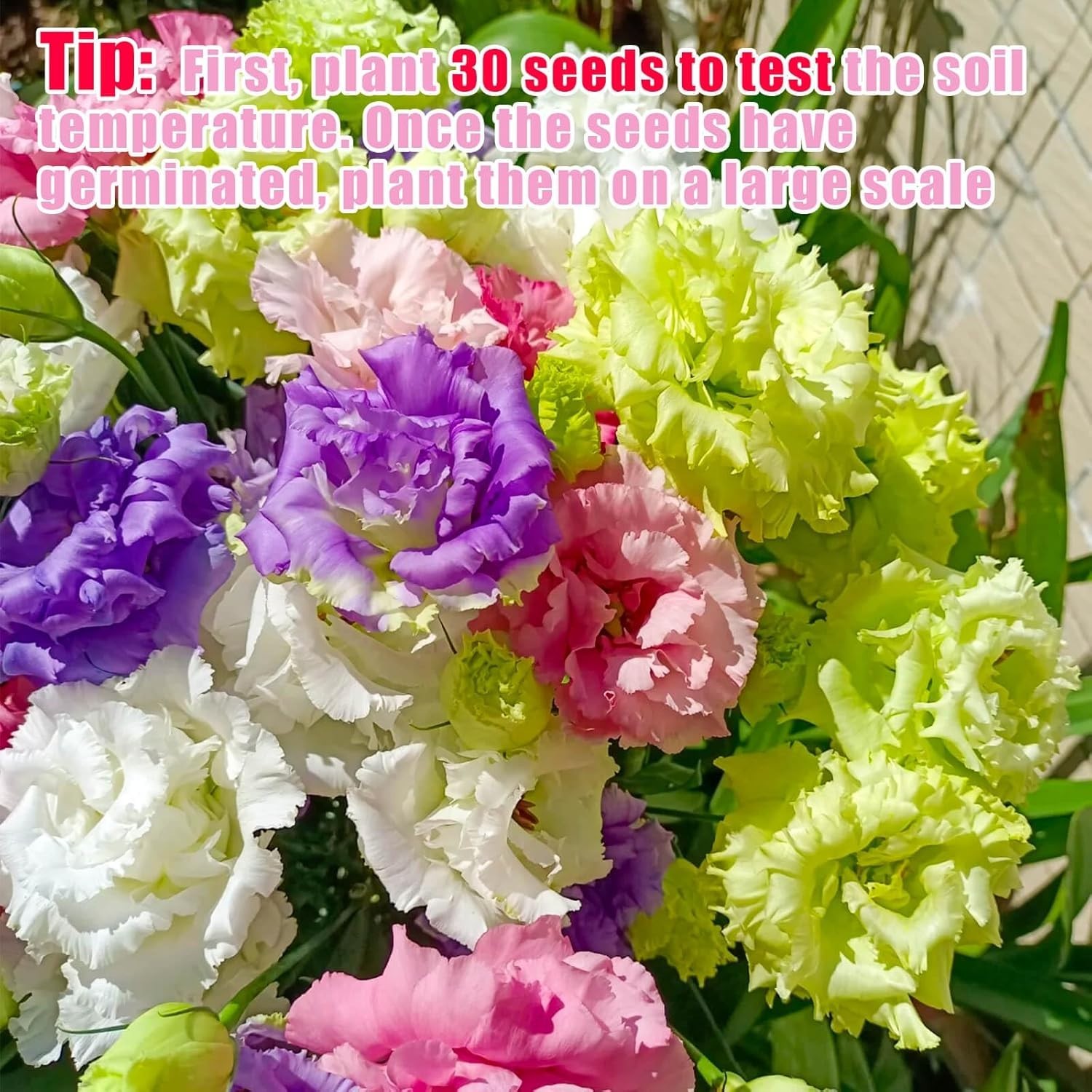 2000 Lisianthus Seeds Perennial Eustoma Grandiflorum Garden Flowers for Planting