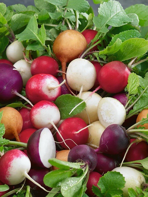 150 Mix Radish Seeds – Fiesta Blend , Colorful, Easy Grow, Non-GMO USA Seller